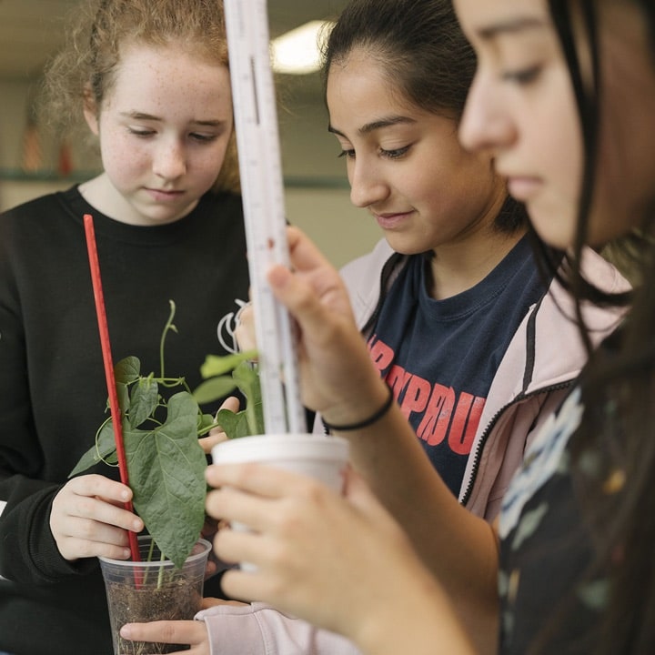 October 24, 2018 | During Ms. Quinn’s 2nd period science “Seed Project”, students Emery Tullos, Abrielle Zuniga and Erin Gomez work directly to measure the height of plants grown with different types of liquids, light, and soil at Bondy Intermediate School in Pasadena, Texas. Photograph by Elias Williams