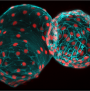 Imaging thumbnail photo of two cells.