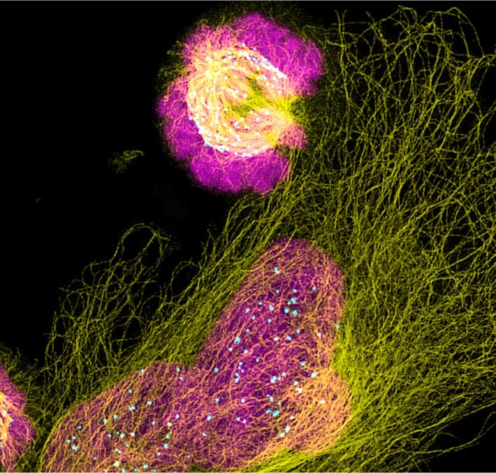 Subcellular organelles in living cells, seen via super-resolution light microscopy (CZI Imaging).