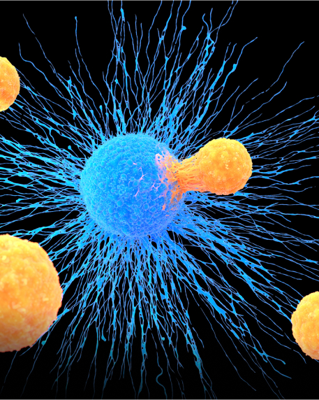 T lymphocytes, a type of white blood cell, attack a cancer cell (CZI Imaging).