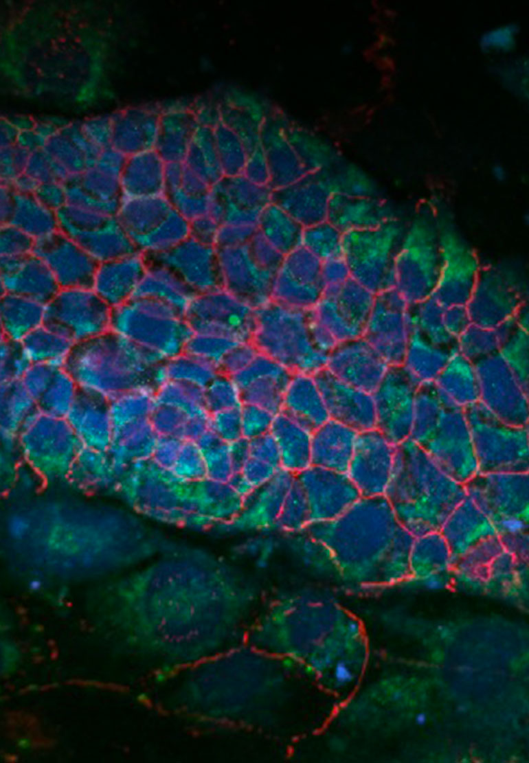 A cluster of fluorescent cells are illuminated with red, green and blue light.
