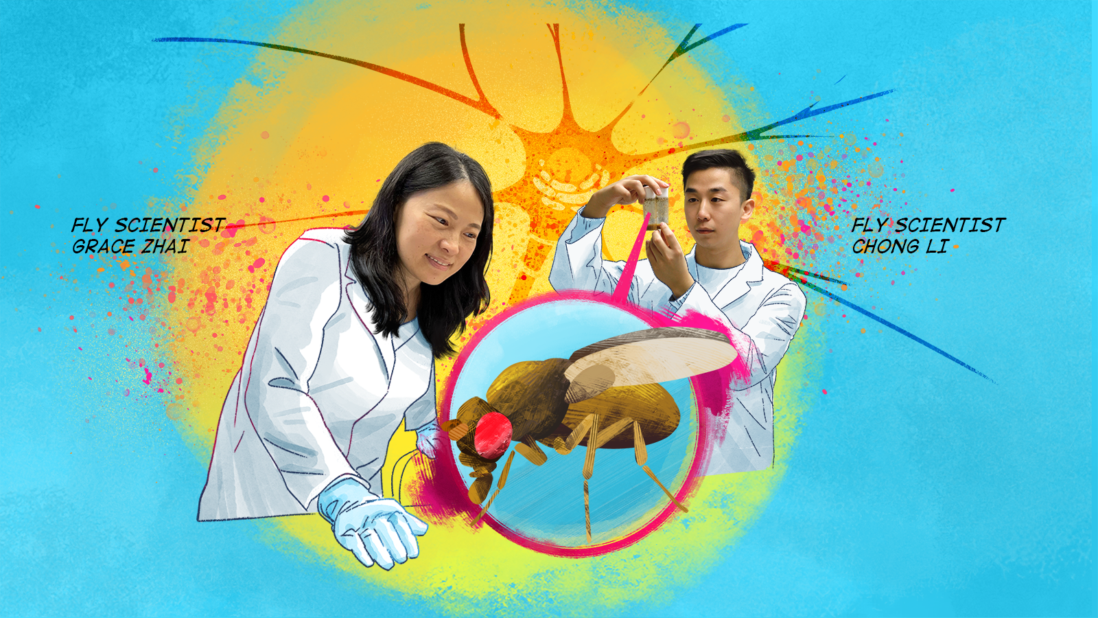 Illustrations of scientists Grace Zhai and Chong Li with an image of a fly.