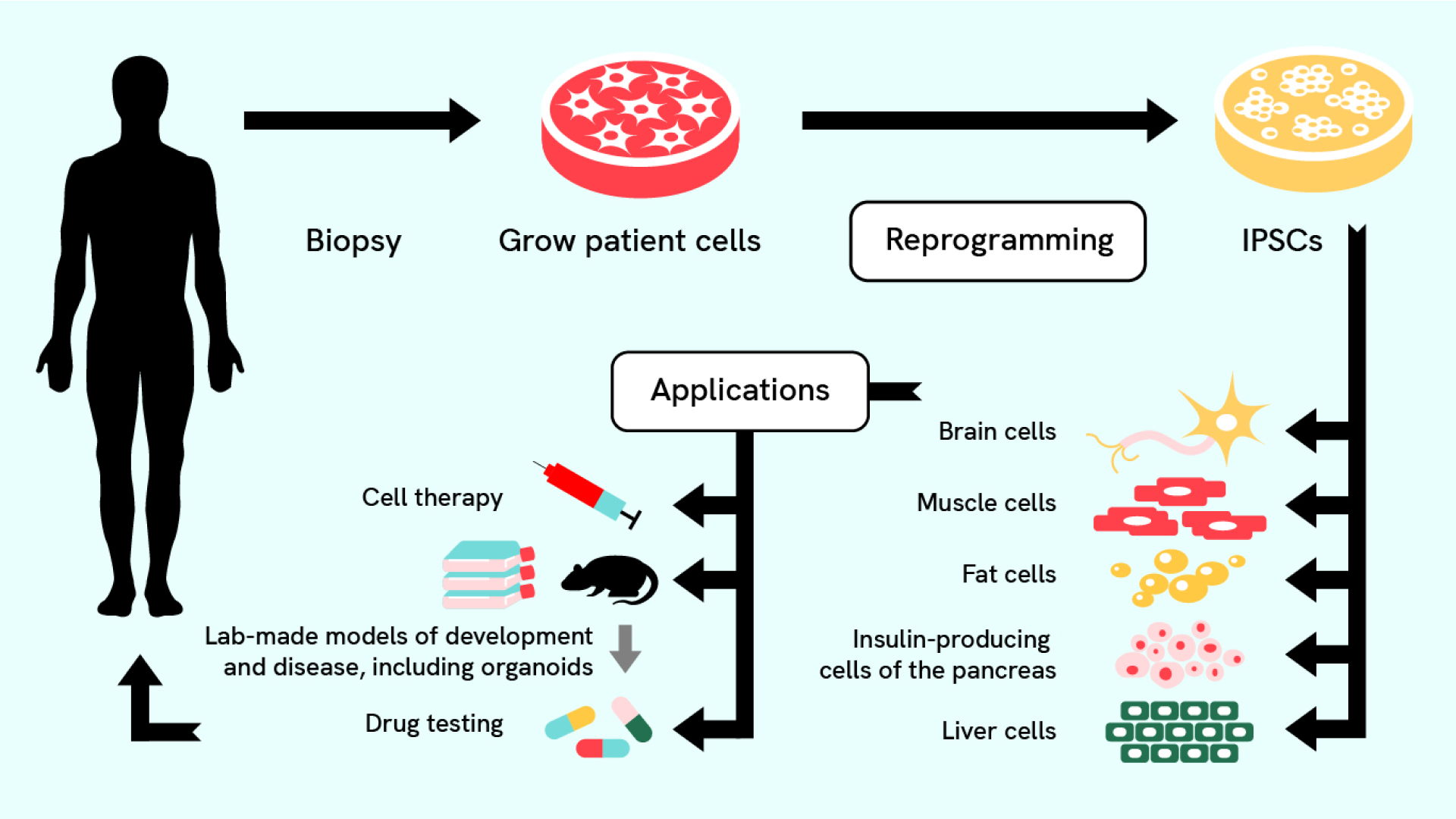 Flow chart showing how iPSCs are made, starting from a biopsy of patient tissue, then cells grown in a dish being reprogrammed, then matured further in a dish to any type of cell for example brain cells, muscle cells, fat cells, insulin-producing cells of the pancreas, or liver cells. Applications shown include lab-made models of development and disease, including organoids, which can be used for drug testing. Or cell therapy, which can be transplanted back into the patient.