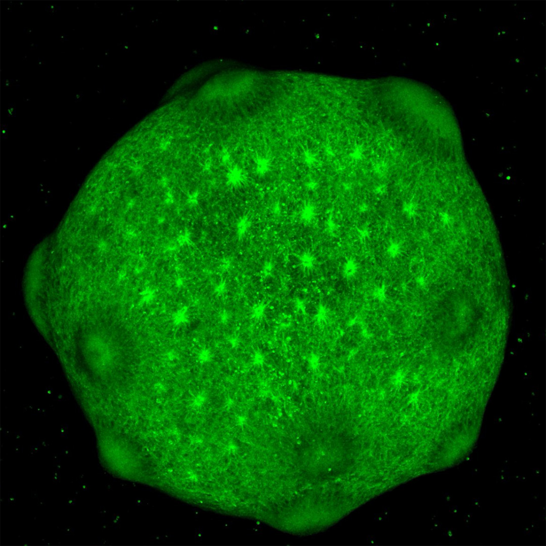 image of 3D organoids, which appear as a large, glowing green circle against a black background