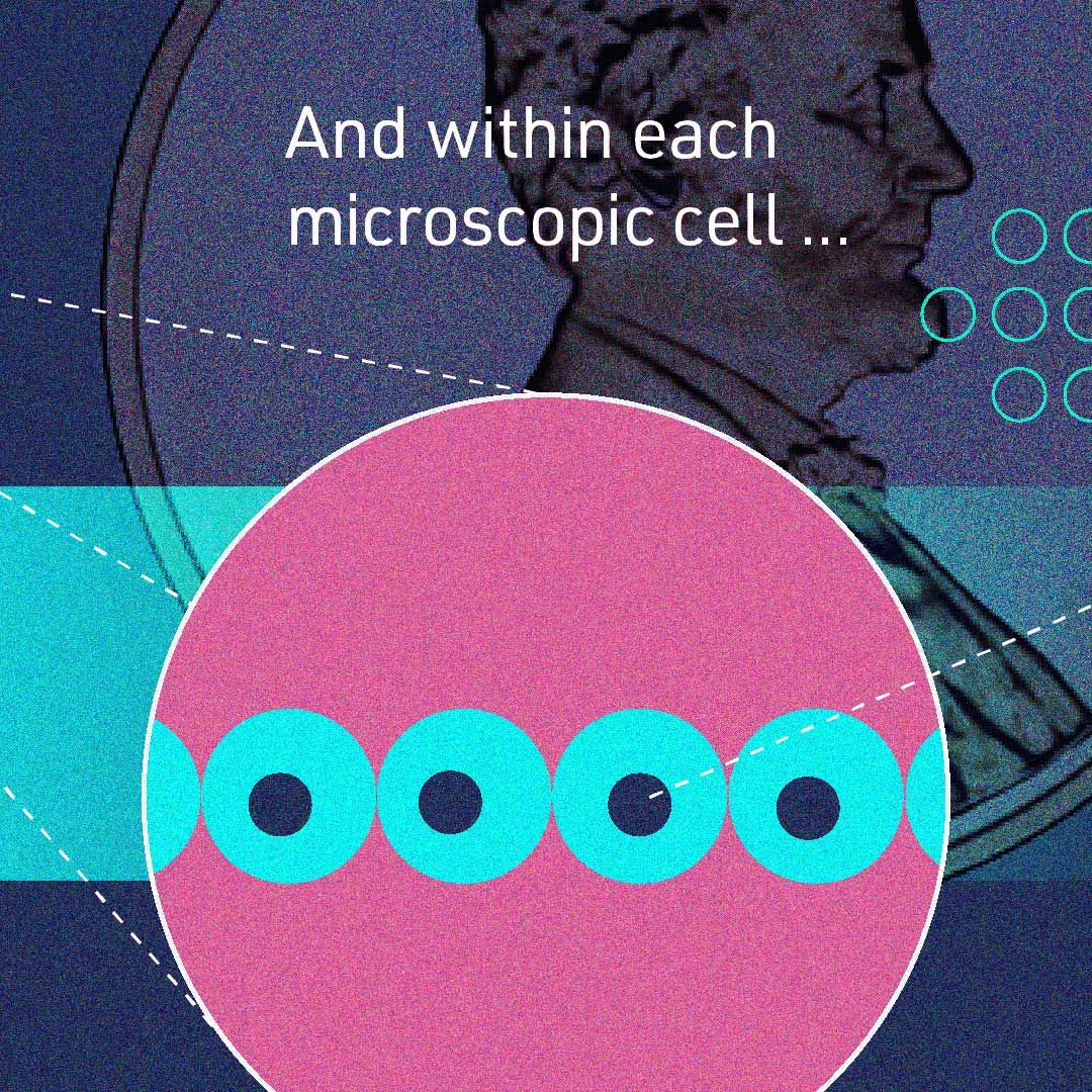 Zoomed in frame of cells lined up across the diameter of the penny with text, “And within each microscopic cell …”