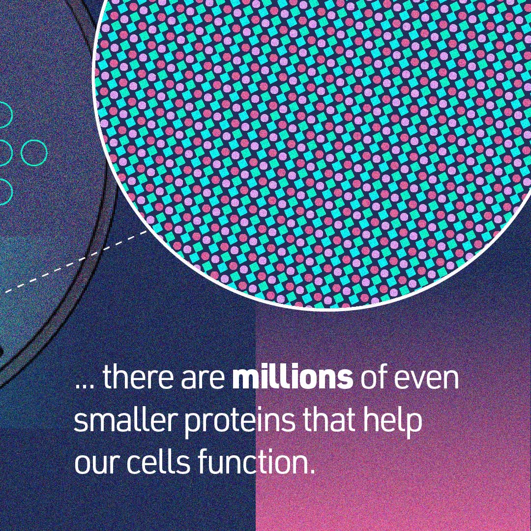 Zoomed in frame of small shapes inside a cell and text, “... there are millions of even smaller proteins that help our cells function.”