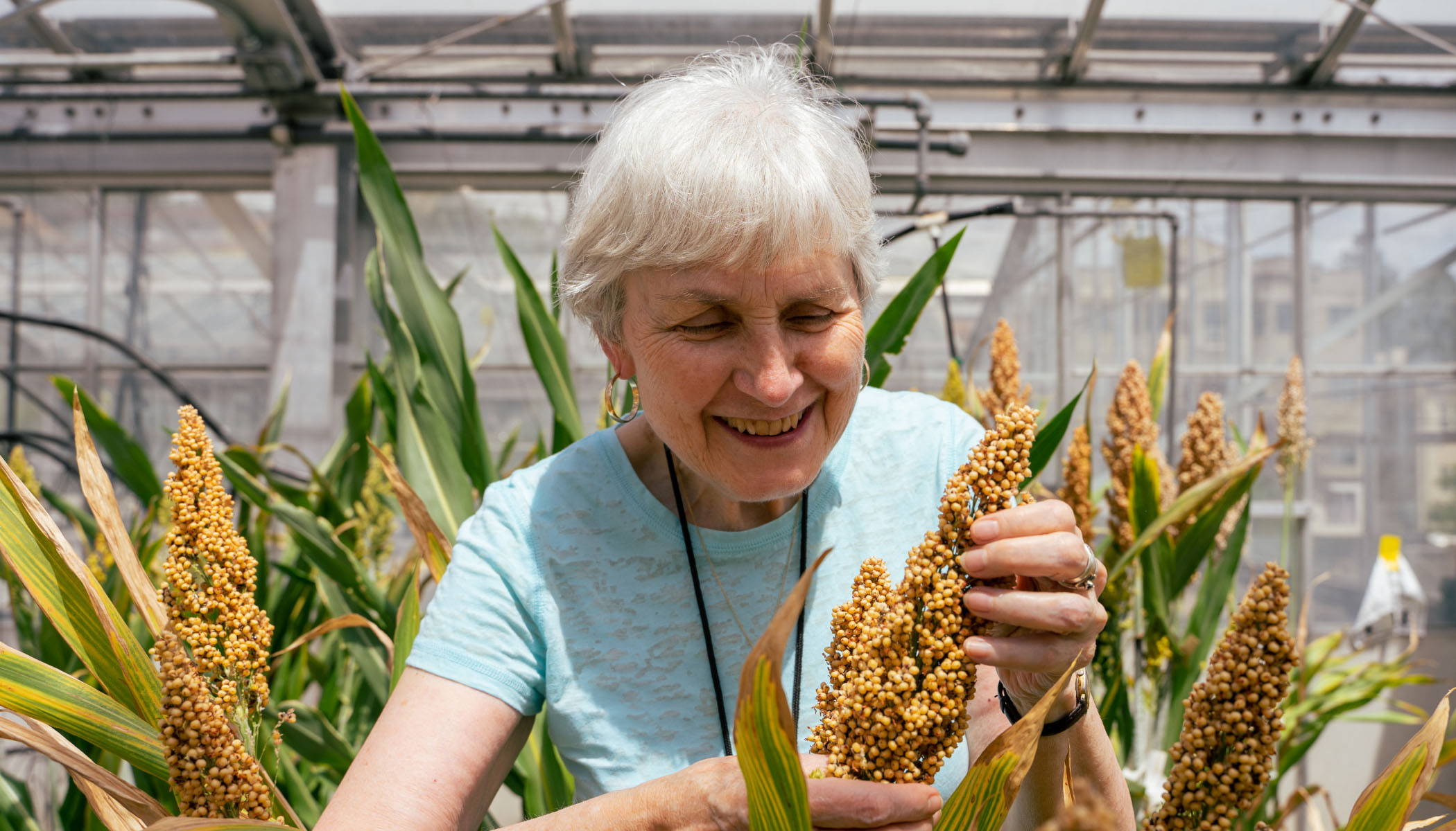 Woman smiling and observing a crop of sorghum in a greenhouse.