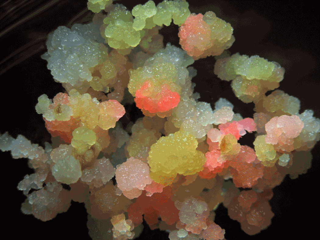 Rice tissue under a microscope. Crystal-like clusters flashing yellowish green and orange.