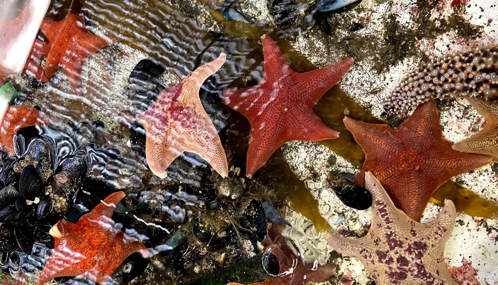 Burnt orange- and peach-colored starfish in a marine environment.