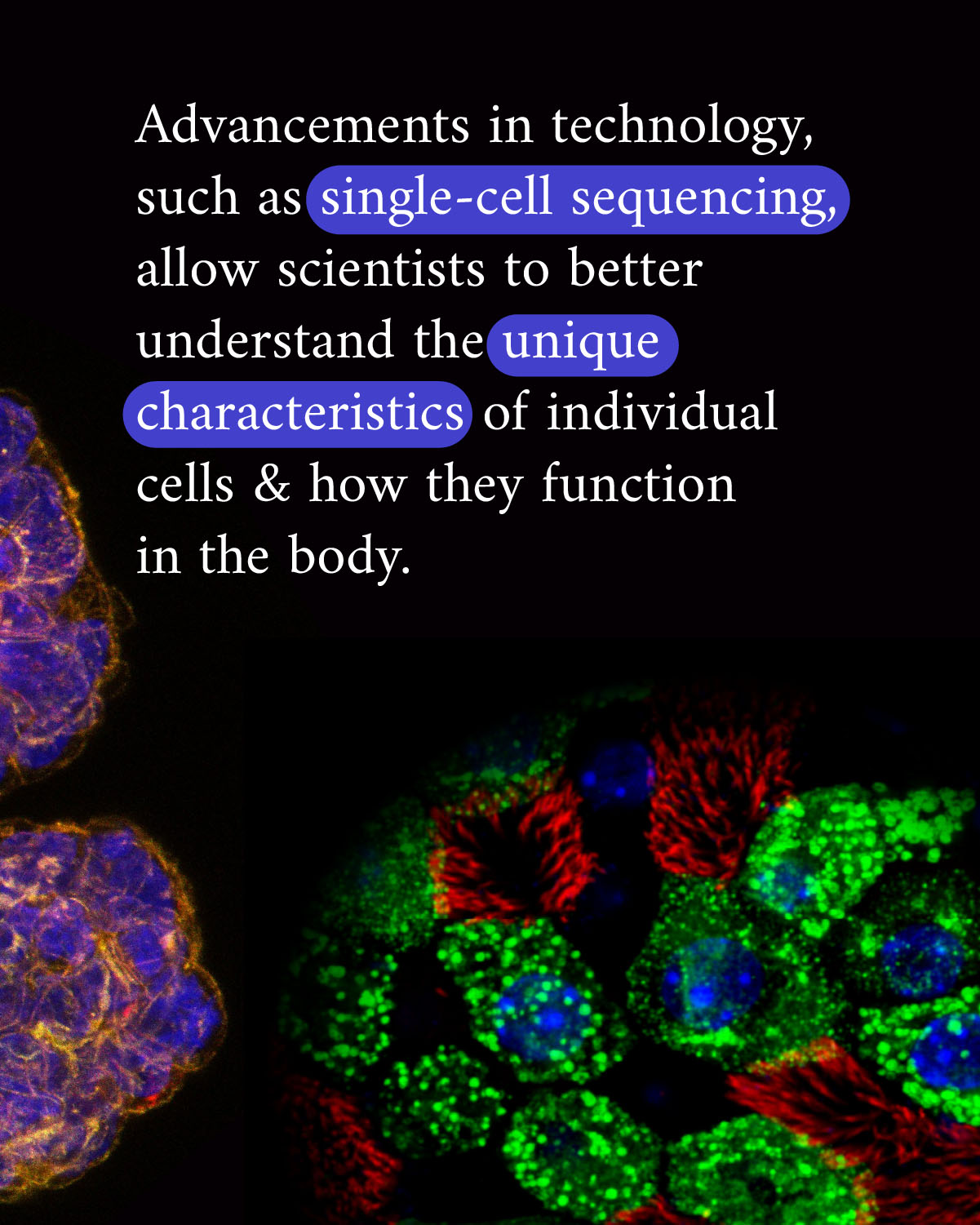 Infographic reads “Advancements in technology, such as single-cell sequencing, allow scientists to better understand the unique characteristics of individual cells & how they function in the body.” Magnified cell imagery accompanies the text in two sections, one section is in yellow, purple and pink colors, and the second section is in green, red and blue colors.