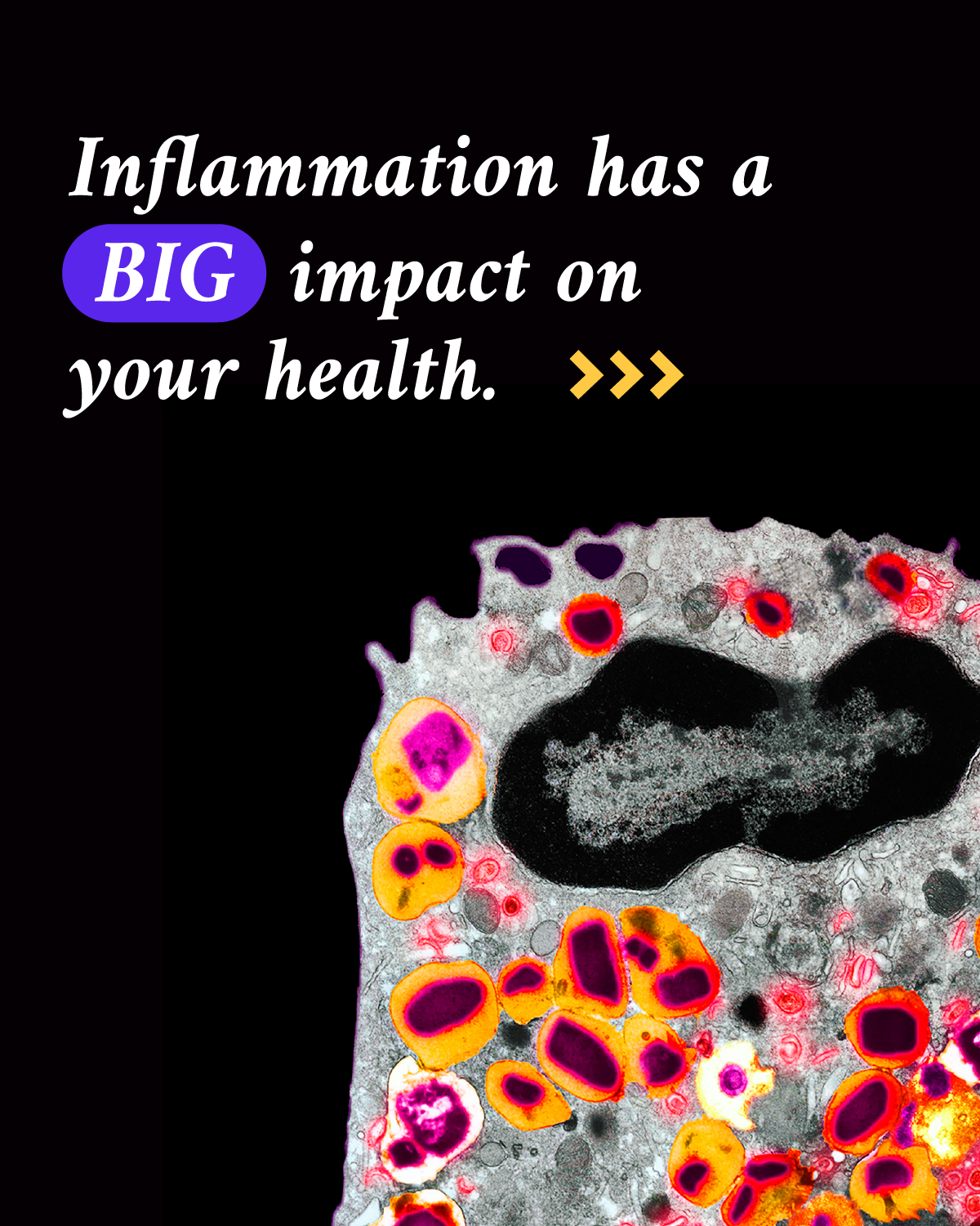 Infographic titled “Inflammation has a big impact on health.” A photo of a magnified eosinophilia immune cell using orange, pink and red colors to highlight different parts of the cell accompanies the text.