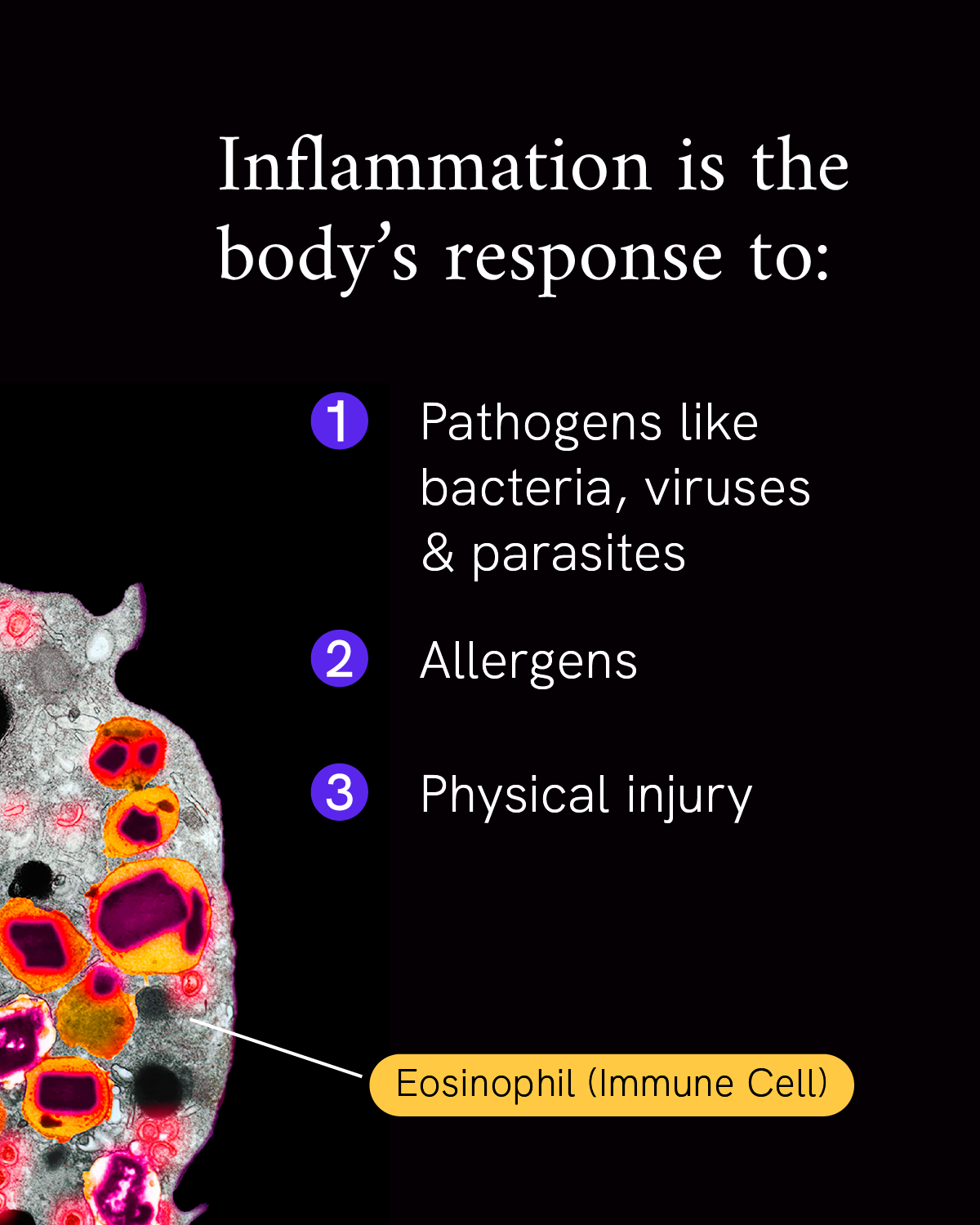 Infographic reads “Inflammation is the body’s response to 1: Pathogens like bacteria, viruses, and parasites 2. Allergens 3. Physical injury.” A photo of a magnified eosinophilia immune cell using orange, pink and red colors to highlight different parts of the cell accompanies the text.