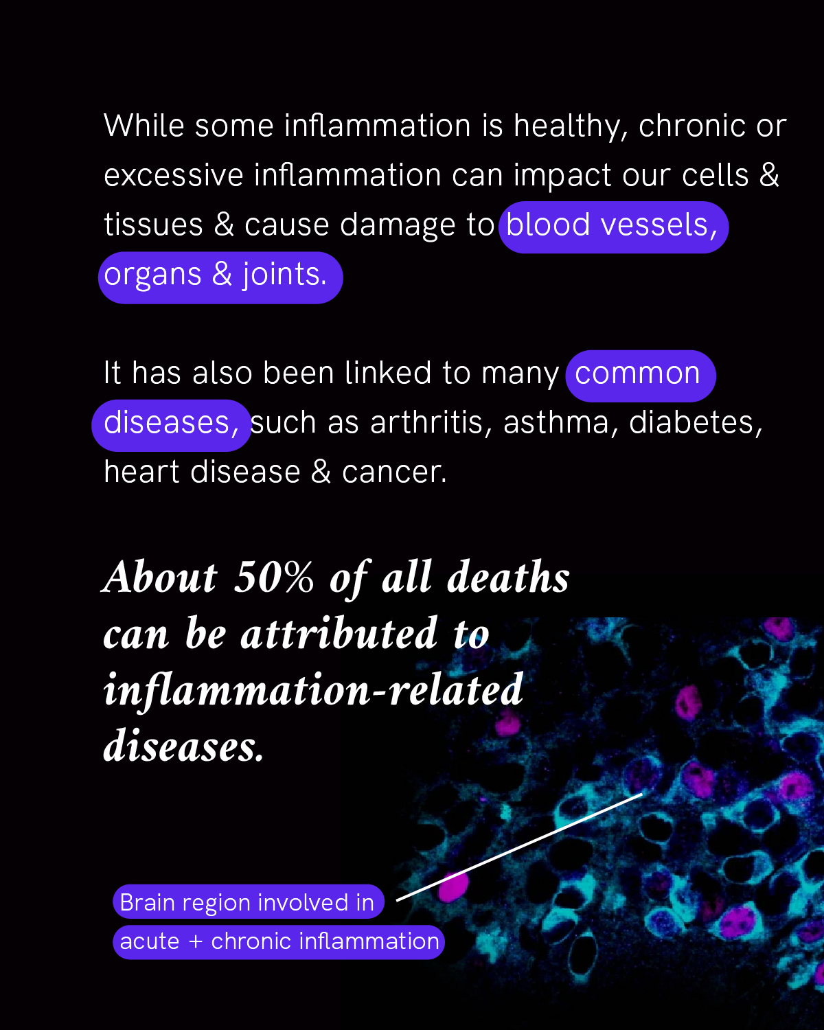 Infographic reads “While some inflammation is healthy, chronic, or excessive inflammation can impact our cells & tissues & cause damage to blood vessels, organs & joints. It has also been linked to many common diseases, such as arthritis, asthma, diabetes, heart disease & cancer. About 50% of all deaths can be attributed to inflammation-related diseases.” A photo of magnified cells in the brain region highlighted by purple and blue colors accompanies the text.