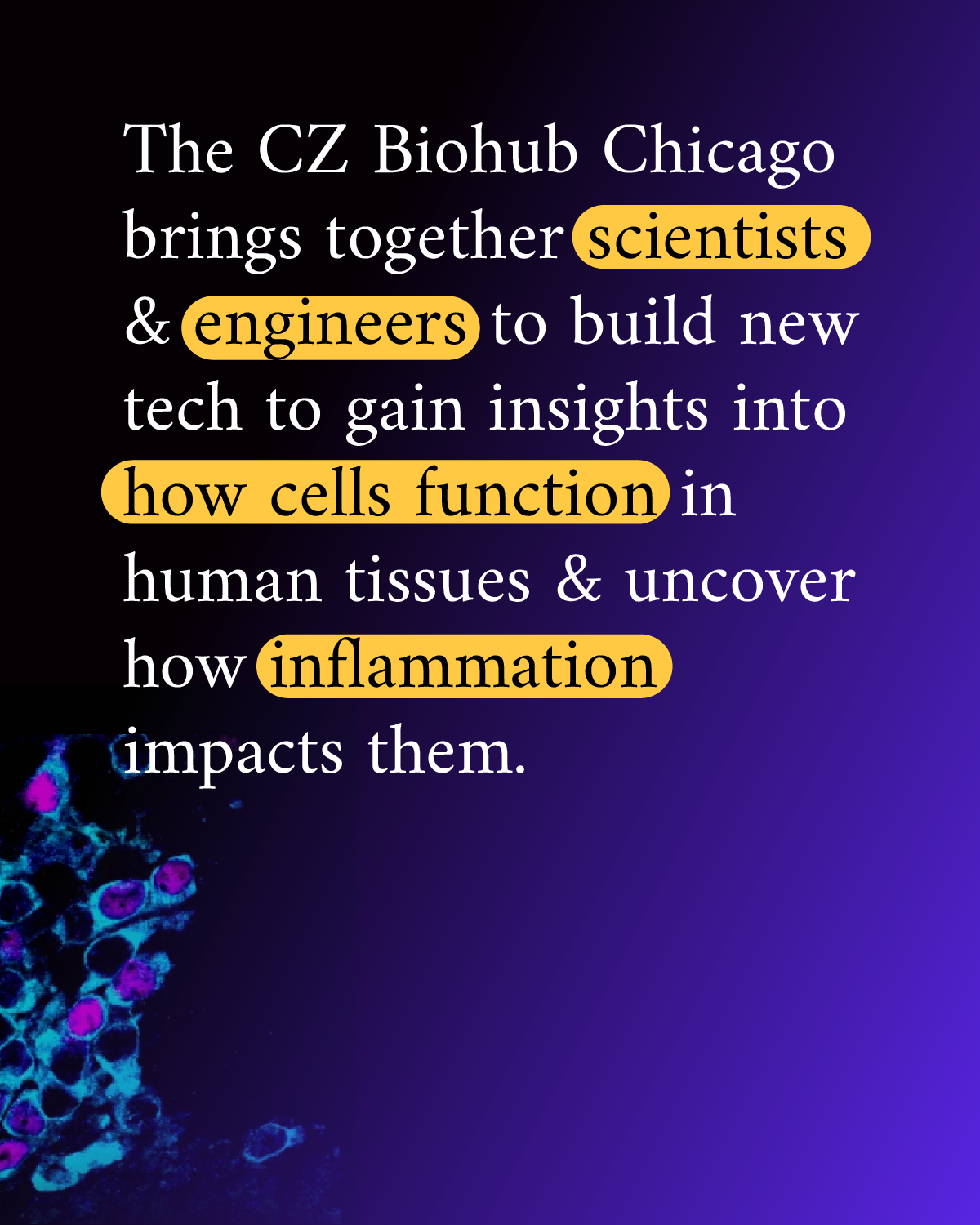 Infographic reads “The CZ Biohub Chicago brings together scientists & engineers to build new tech to gain insights into how cells function in human tissues & uncover how inflammation impacts them.” A photo of magnified cells in the brain region accompanies the text.
