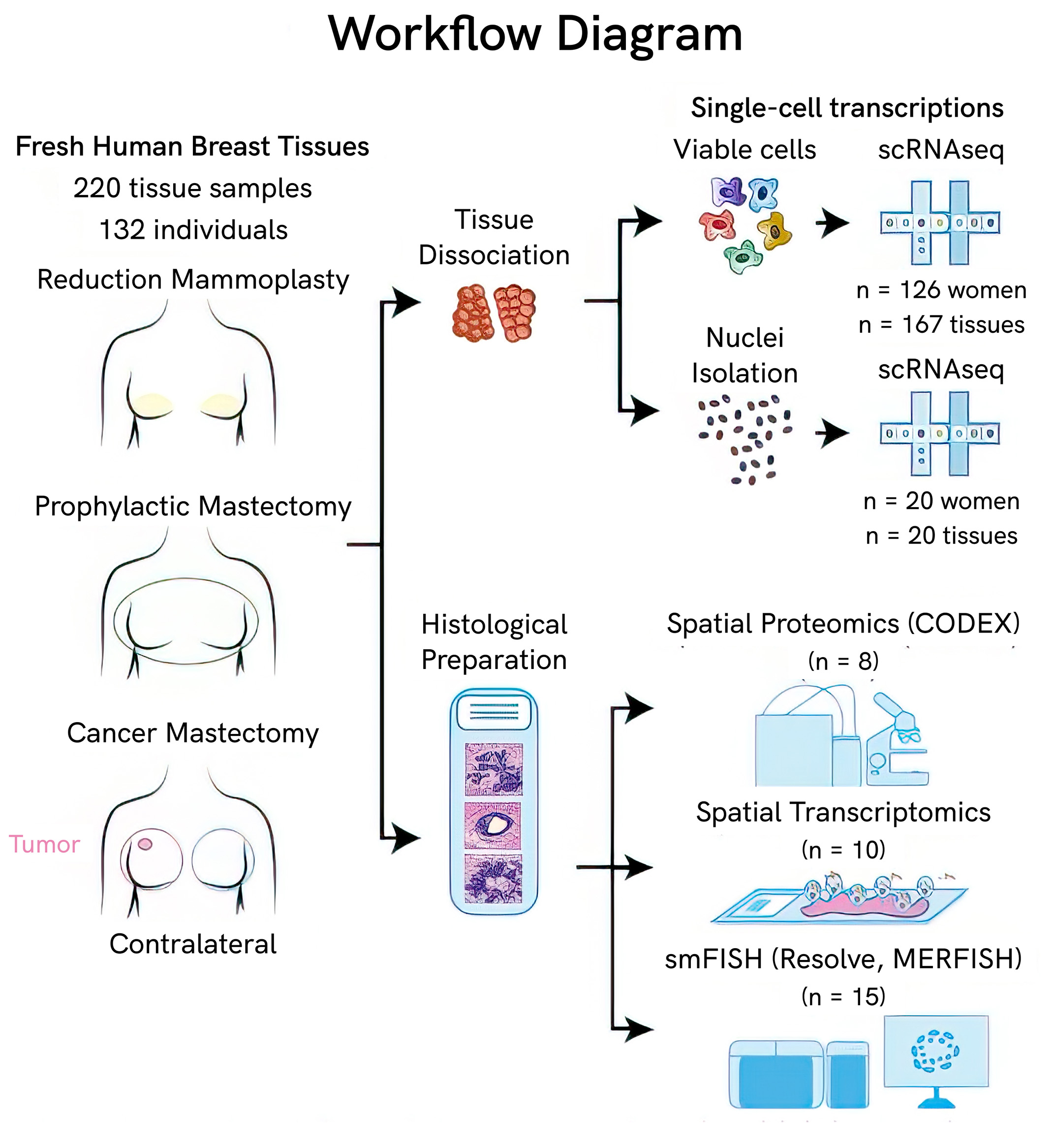 Workflow of the HBCA. 220 fresh human breast samples from 132 individuals were acquired from reduction mammoplasty, prophylactic mastectomy, or the contralateral breast from a cancer mastectomy. Tissue was then either dissociated or prepared for histology. Dissociated tissue was separated into viable cells or nuclei isolation for single-cell transcriptomics (samples from 126 women and 167 tissues underwent scRNAseq, and samples from 20 women and tissues underwent snRNAseq). For histology, eight samples underwent spatial proteomics (CODEX), 10 underwent spatial transcriptomics, and 15 underwent smFISH (Resolve and MERFISH).