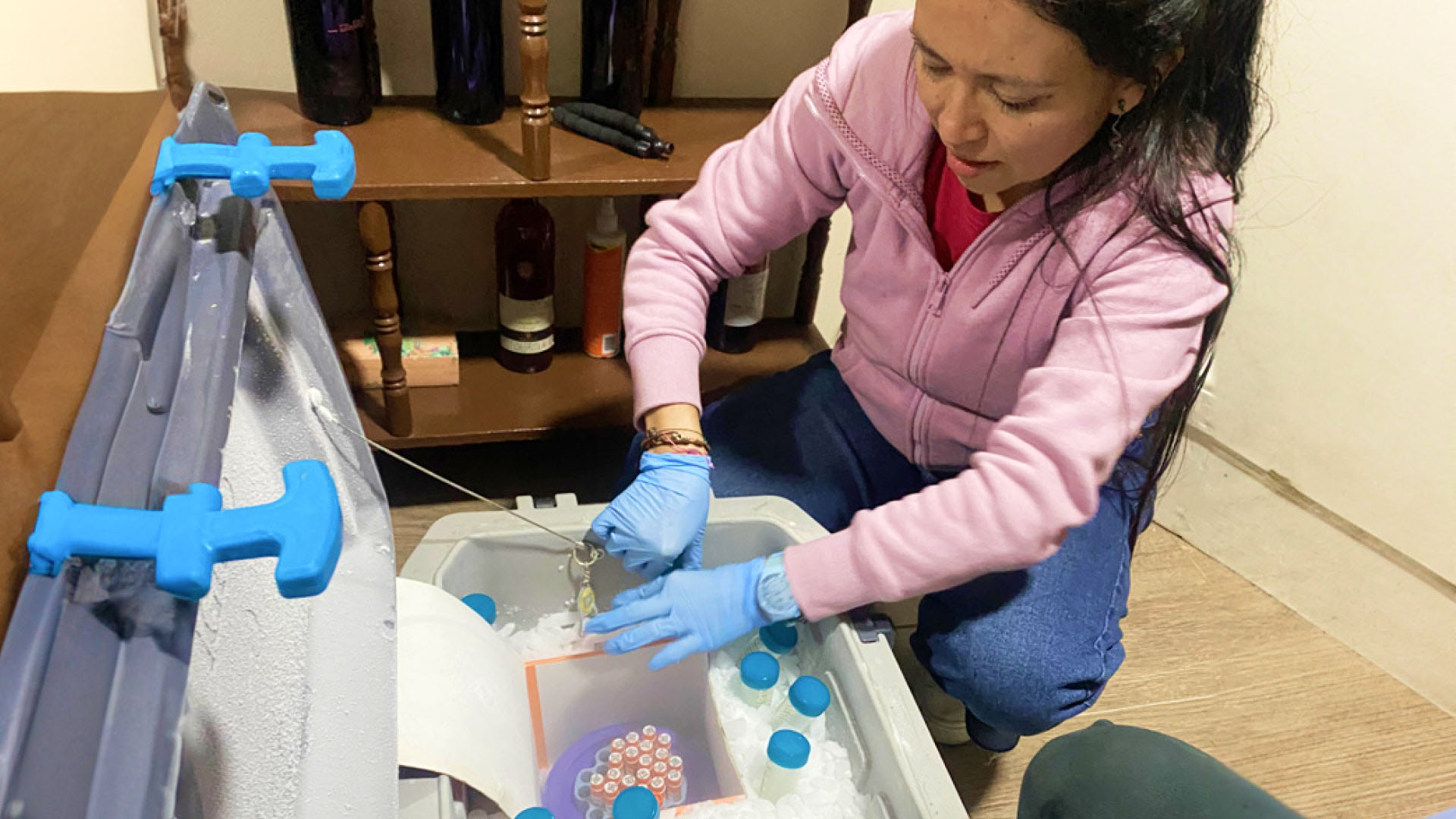 A researcher with long brown hair in a pink hoodie, wearing blue gloves, arranges samples with blue lids in a large cooler filled with dry ice.