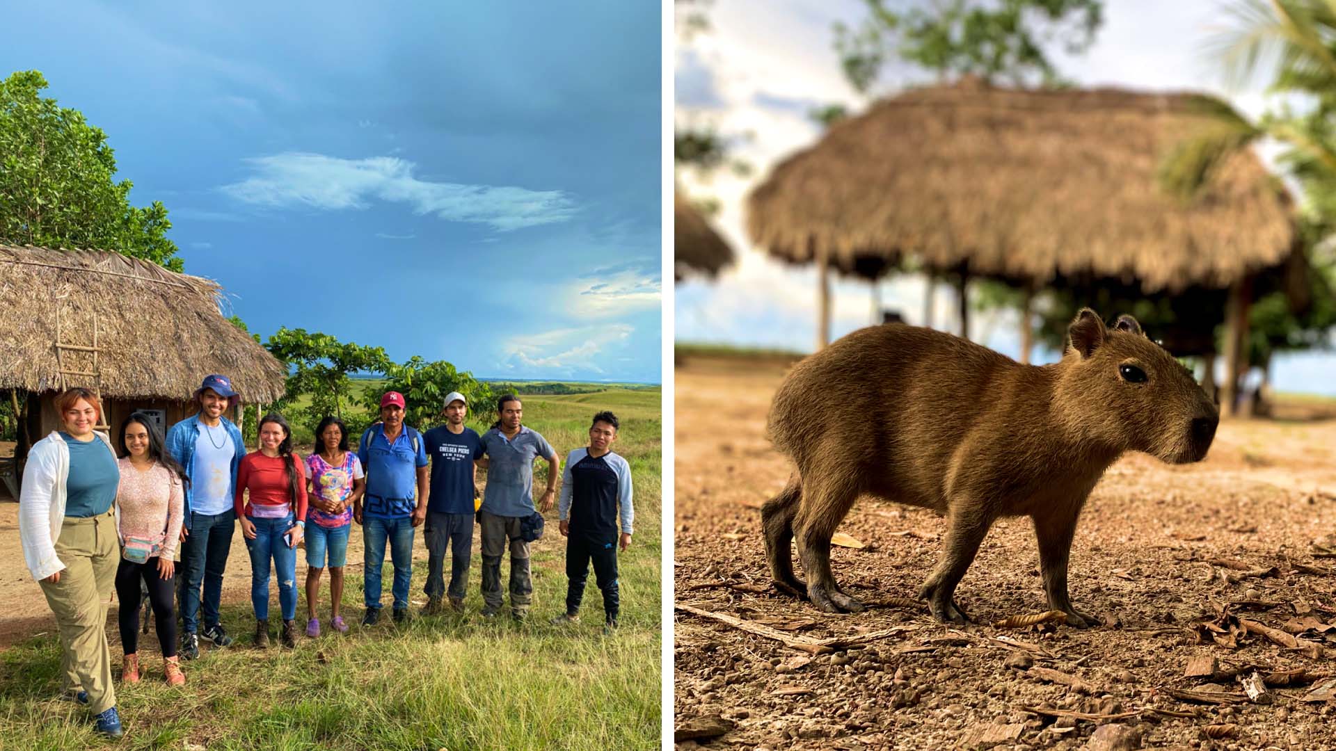 Side-by-side images: The research team dressed in casual clothes smiling and standing in a row on a grassy plain with two structures of straw-thatched roofs in the background; A small, brown capybara in the foreground on a brown, wood-chipped cover ground with green trees and straw-thatched roofs in the background