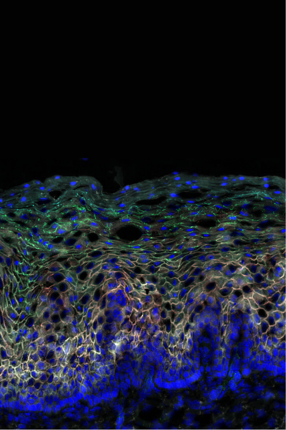 A colorful microscopic image shows cellular structures in shades of blue and green, illustrating cellular imaging work.