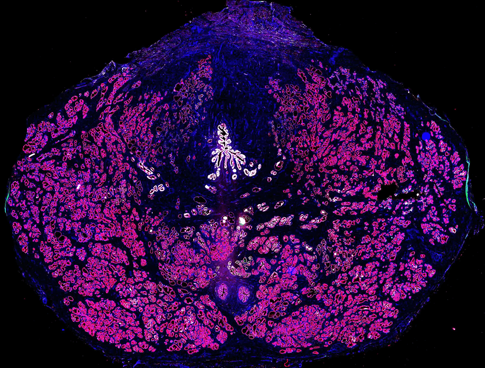 human cell