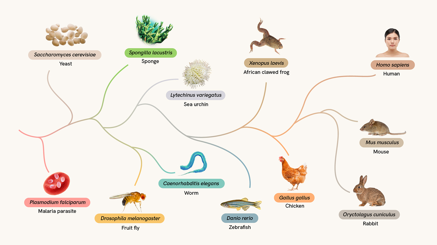 TranscriptFormer: AI Model for Cross-Species Biology