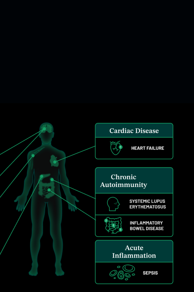 Green translucent human body silhouette with connecting lines to three medical condition categories: cardiac disease, chronic autoimmunity, and acute inflammation on black background.