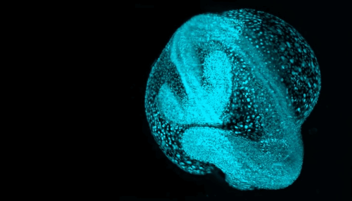 A zebrafish embryo glowing in blue, showing early developmental structures and cellular detail against a black background.