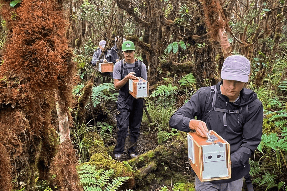 Four people walk through the forest on the island of Kaua’i carrying tools to help protect native forest birds.
