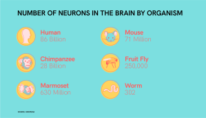 Nervous system cells by organism Illustrated comparison chart of the number of nervous systems cells in a variety of organisms from the human with 86 billions cells to the worm with 302 cells.