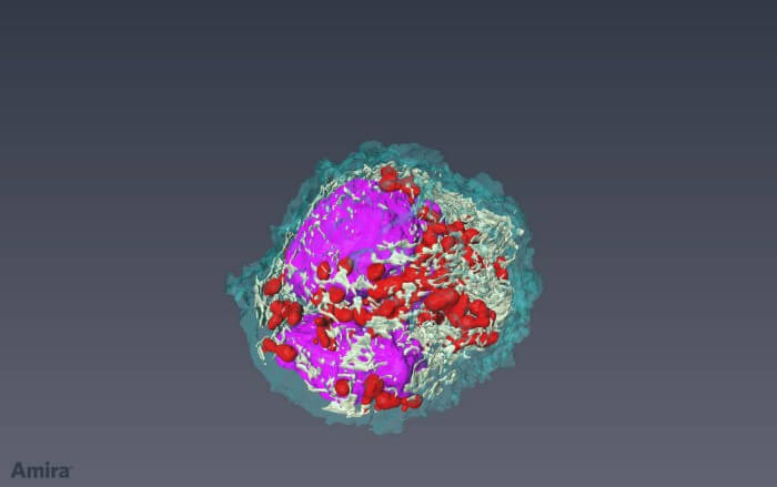 Illustration of an immune cell in human blood
