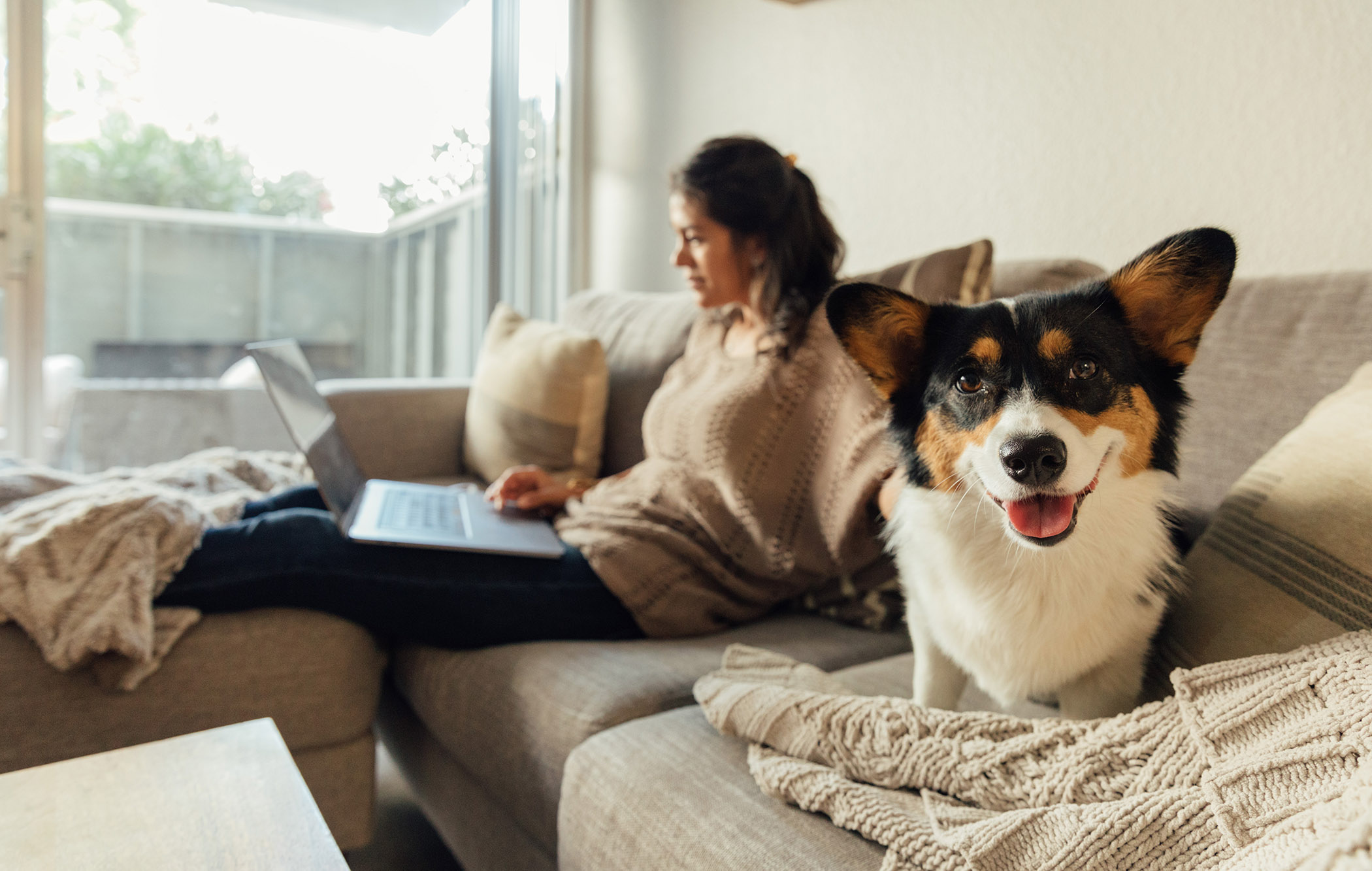 A women sits on her couch working on a laptops and her pet Corgi looks into the care with its tongue out.