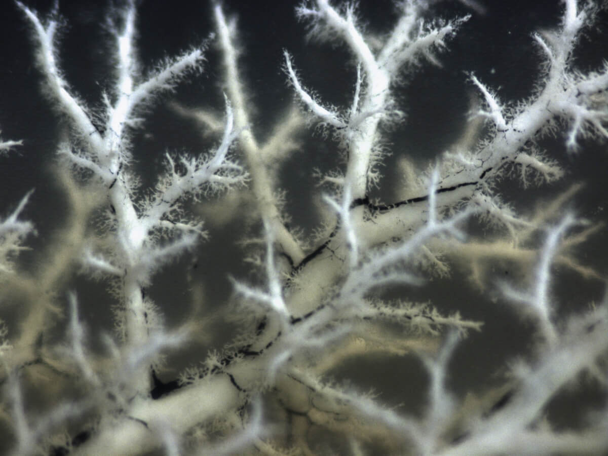 Greyish white root-like lines reaching upward.