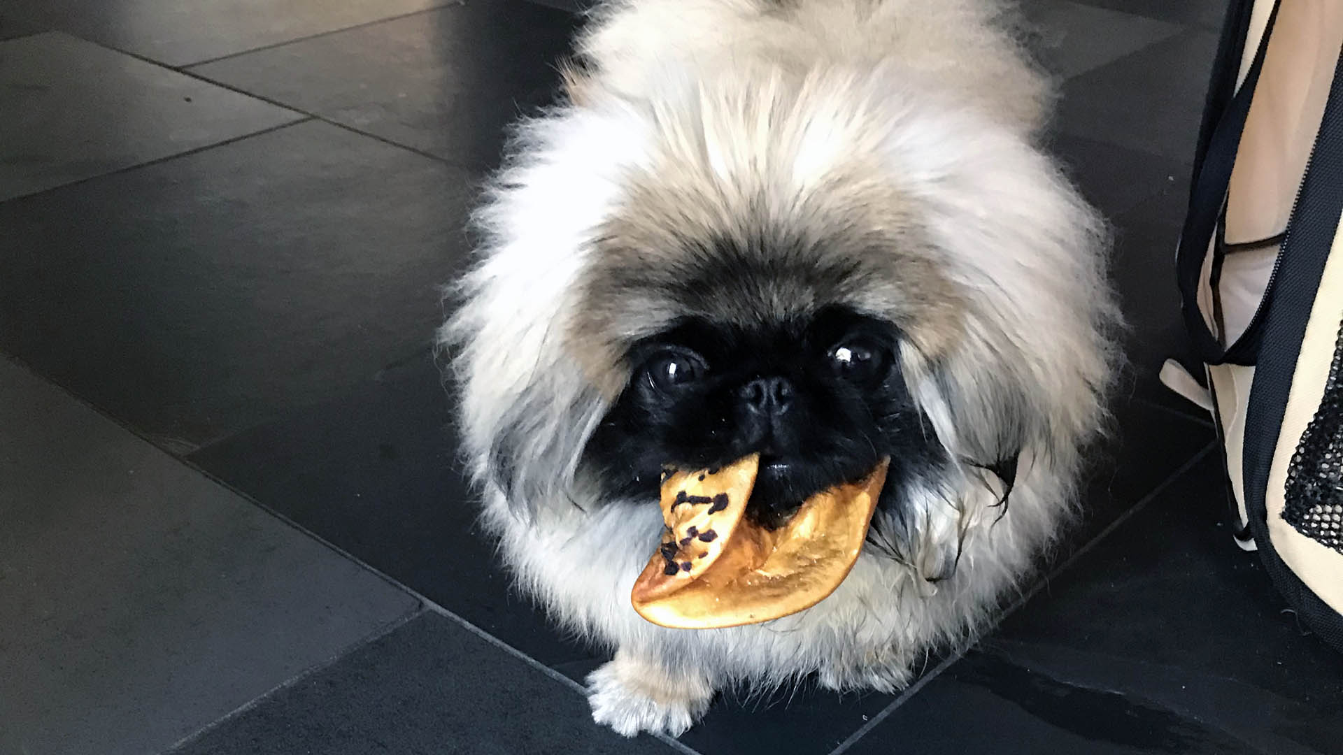 A small, furry black and white dog holds a toy in its mouth.