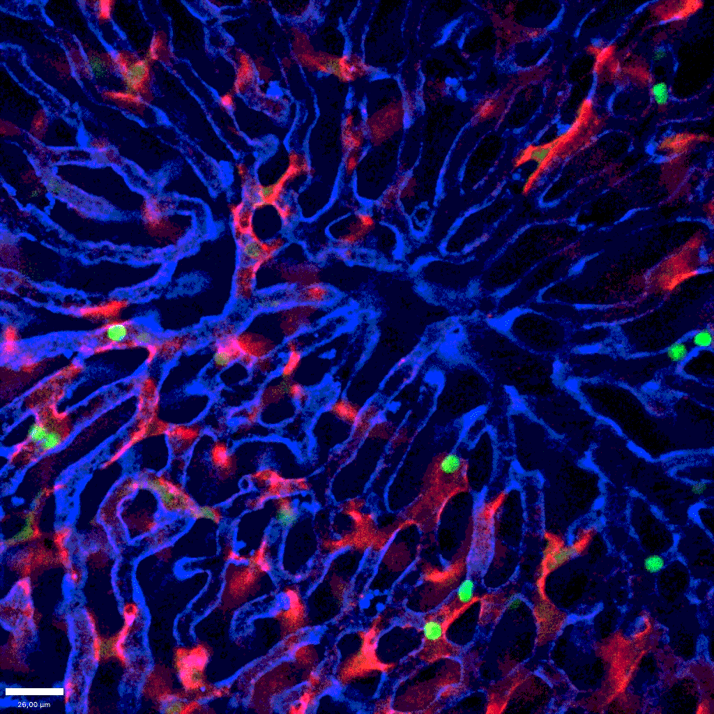 A clip of blue and red brands with sparse bright green dots that occasionally move.