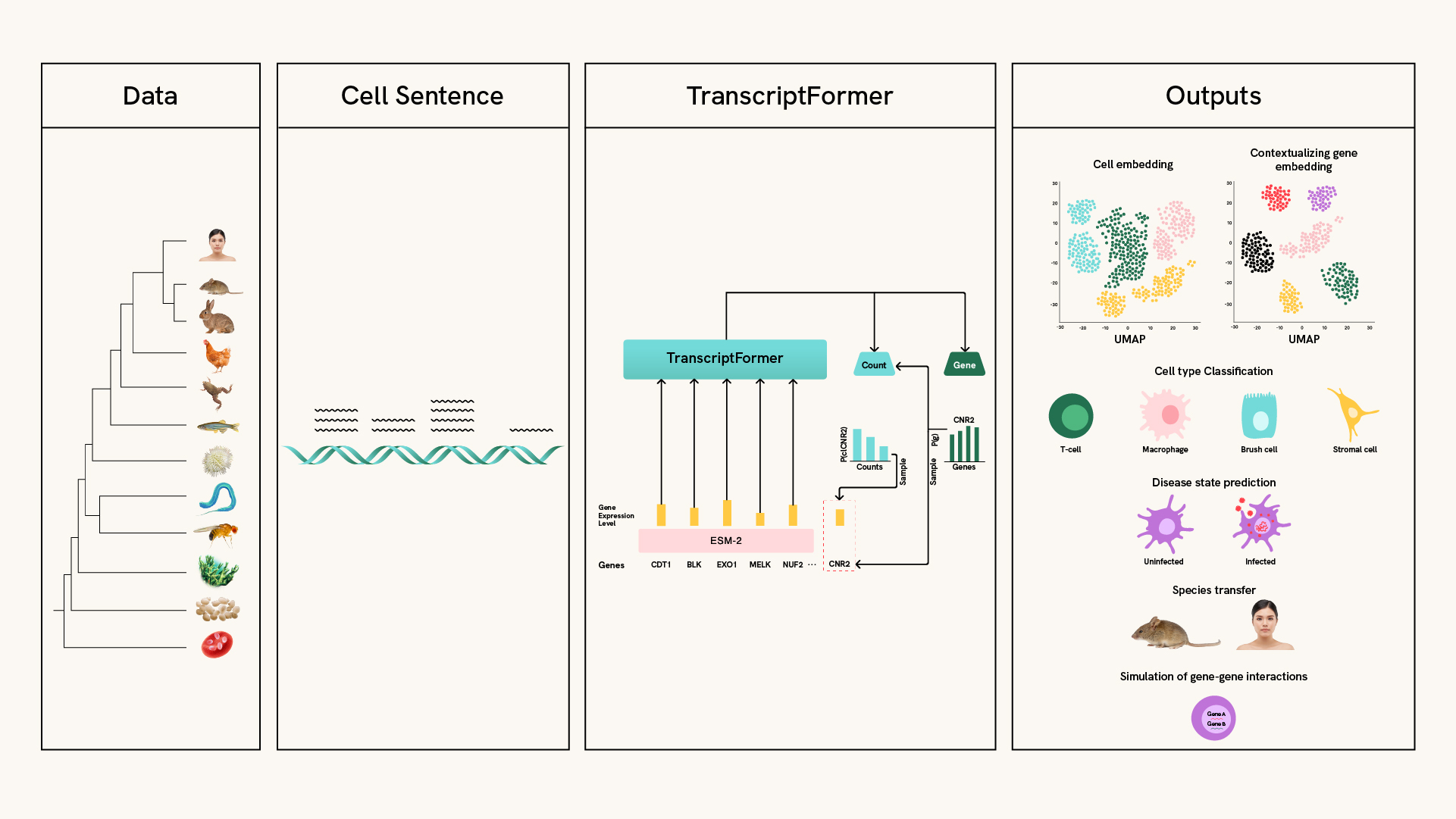 A four-panel diagram titled Data, Cell Sentence, TranscriptFormer, and Outputs. It shows how gene expression data from various species is converted into a “cell sentence,” processed by TranscriptFormer and used to generate outputs like cell type classification, disease prediction, species comparison, and gene interaction simulations.