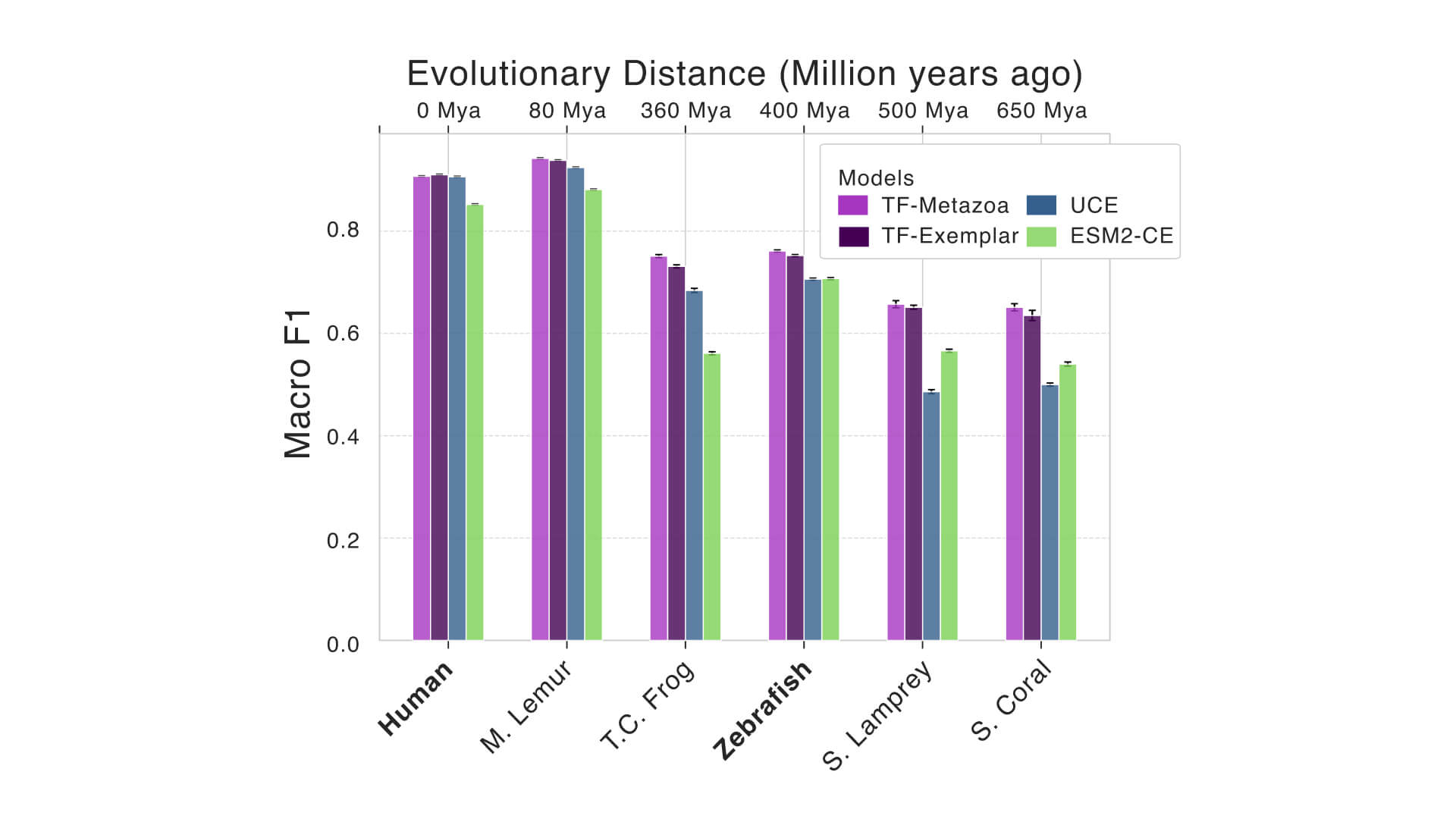 A grouped bar chart comparing model performance across six species ordered by evolutionary distance. Each species has four bars showing macro F1 scores for different models, with the TranscriptFormer models in shades of purple.