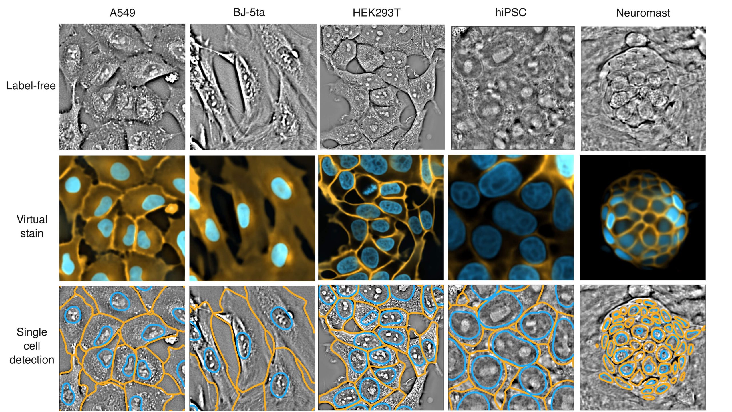 Microscopy images of five cell types shown in three rows: label-free grayscale images, virtual stain with cell membranes and nuclei highlighted, and single-cell detection with outlines around individual cells.